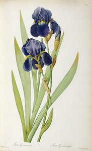 Iris Germanica, from 